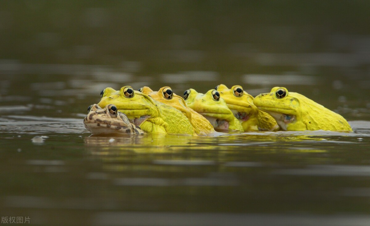 胡乱放生牛蛙现在还是要罚款的,为什么要非法养殖牛蛙了