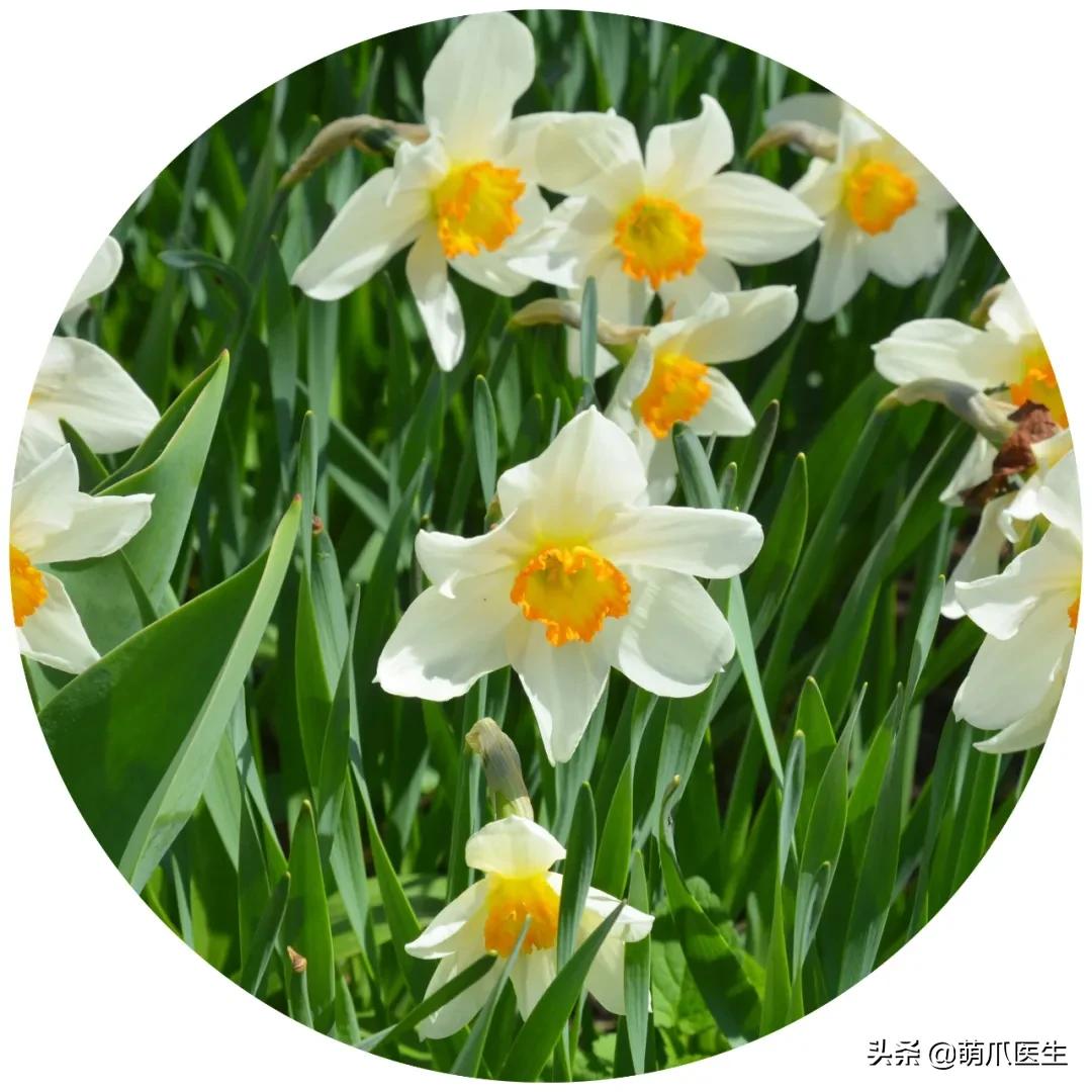 家有萌猫，千万别养这些花草！！