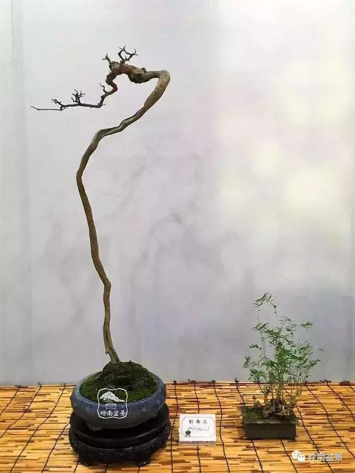 一盆盆景佳作究竟应该是怎样的,大师级盆景作品欣赏