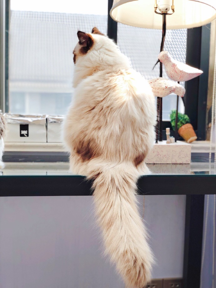 这些名贵的中华田园猫你都知道吗,田园猫哪个品种最稀少