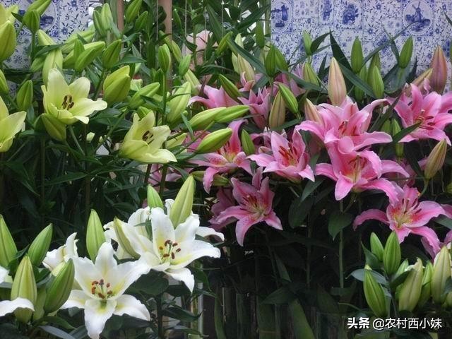 香水百合怎么养才能开花多,养香水百合的技巧与方法