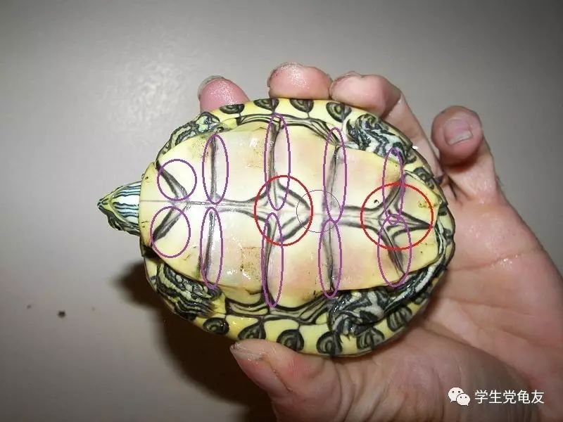 真假李逵——我们买到的“大河甜甜圈”是何许龟也？