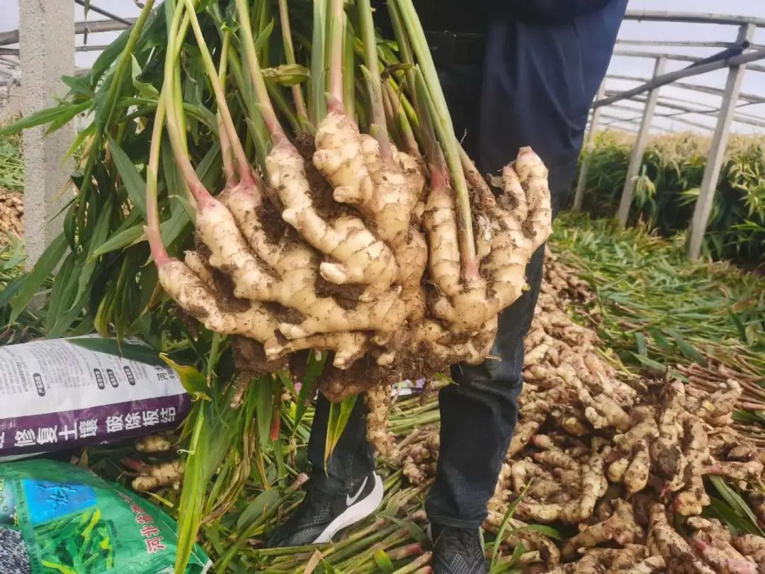 怎么卖大蒜赚钱,卖大蒜挣2亿