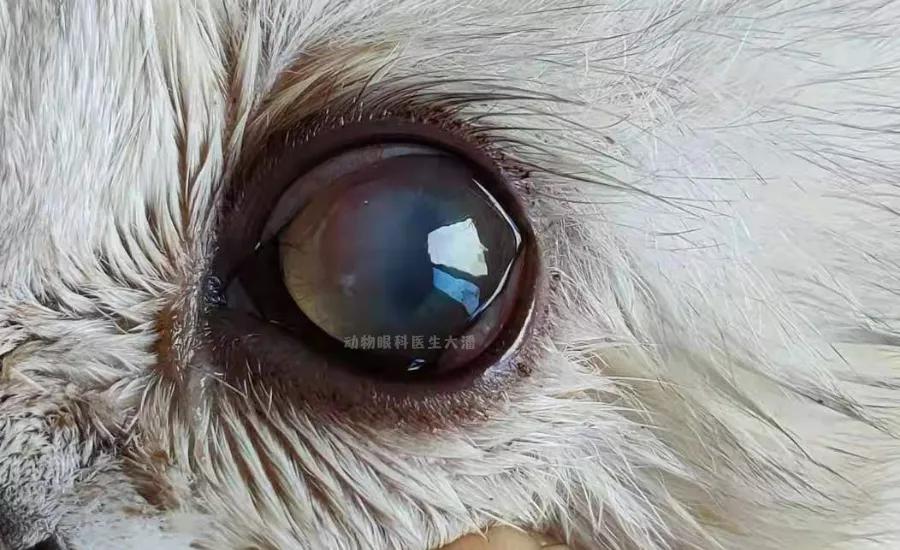 猫眼睛发红发紫是怎么回事,猫眼睛发白有眼屎怎么回事