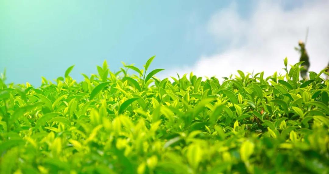 *花采**毛尖告诉你春天的滋味：春茶上市，邀您品尝