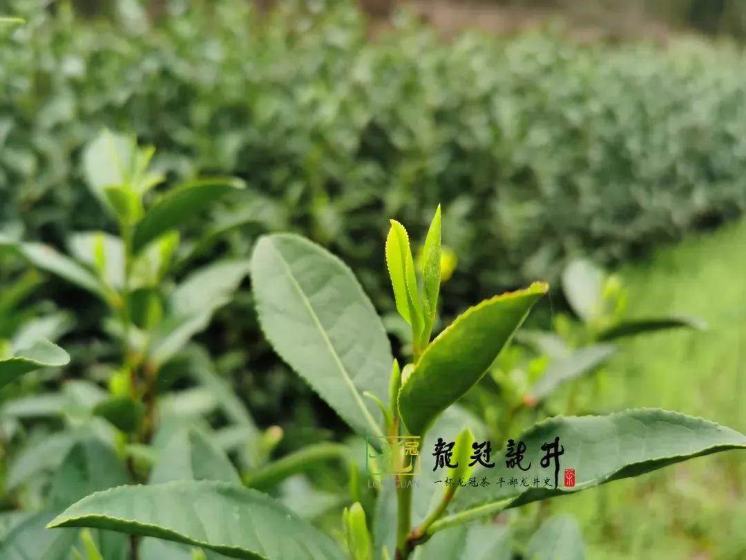 茶知识龙井推荐,西湖龙井的茶型介绍