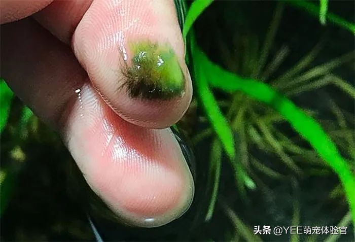 石头上的黑毛藻怎么去除,戊二醛去除黑毛藻用量