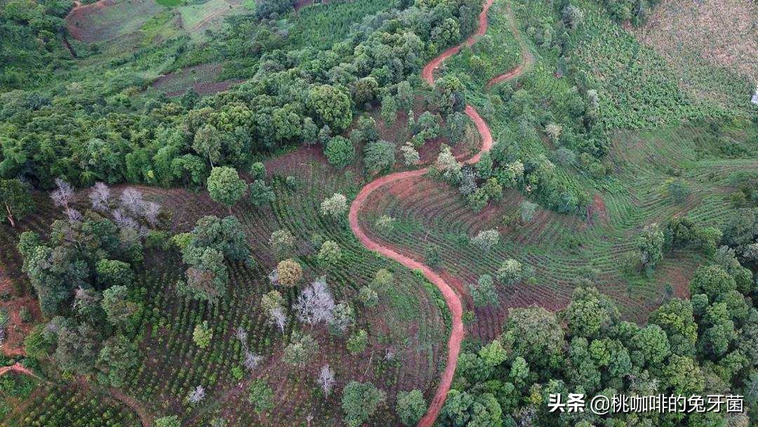 云南咖啡有远山森林的味道吗,云南咖啡产地探访记