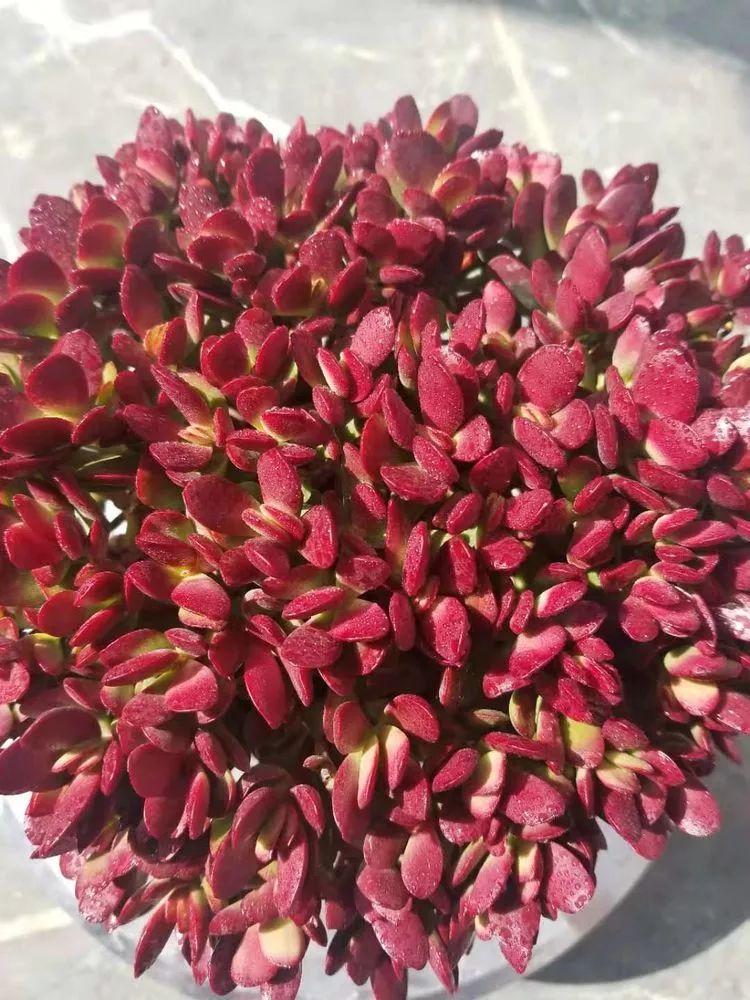 爱机车,爱多肉,宝妈花姐的诗和远方