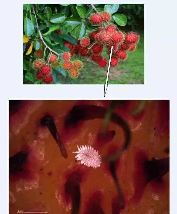 桔臀纹粉蚧,桧柏臀纹粉蚧