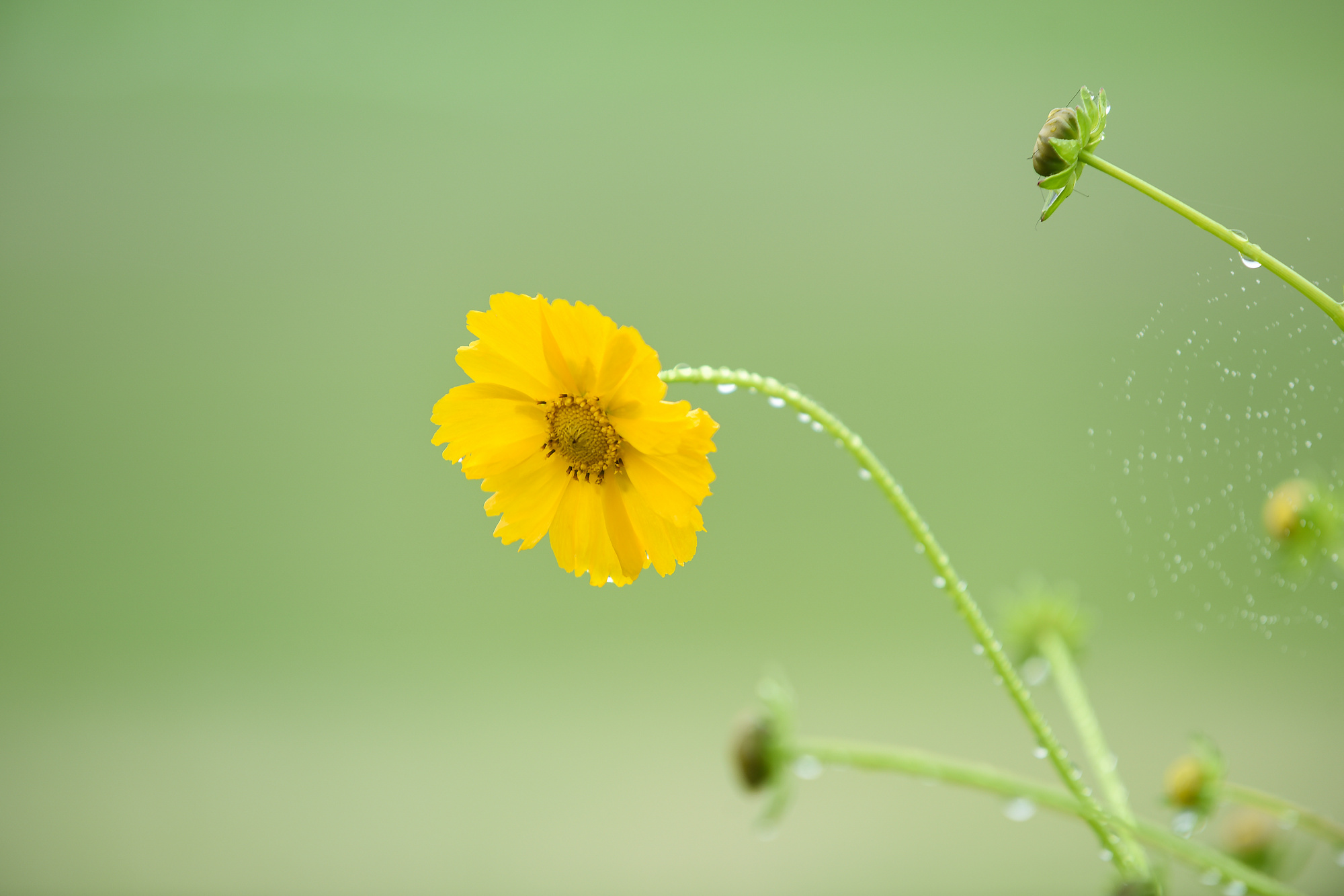 能力出众气质出色的星座值得拥有,学习能力最强的星座前5名排名