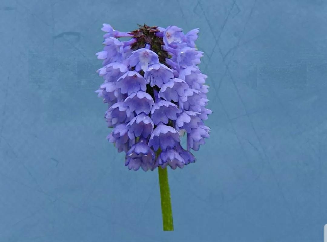 芳踪难觅濒危花!清新治愈篇:沙漠高原是吾家,豹子花的春天来了