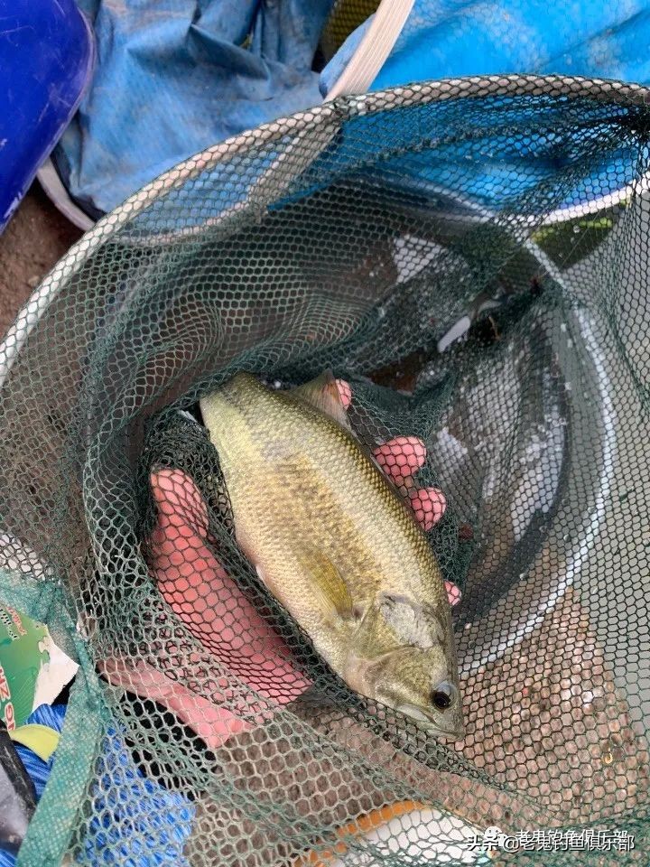 郭宅水库，老鬼“老三样”显神威