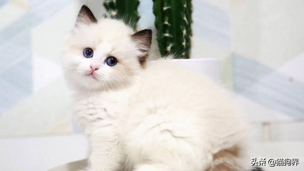 布偶猫打扮成小公主,布偶猫变成美少女