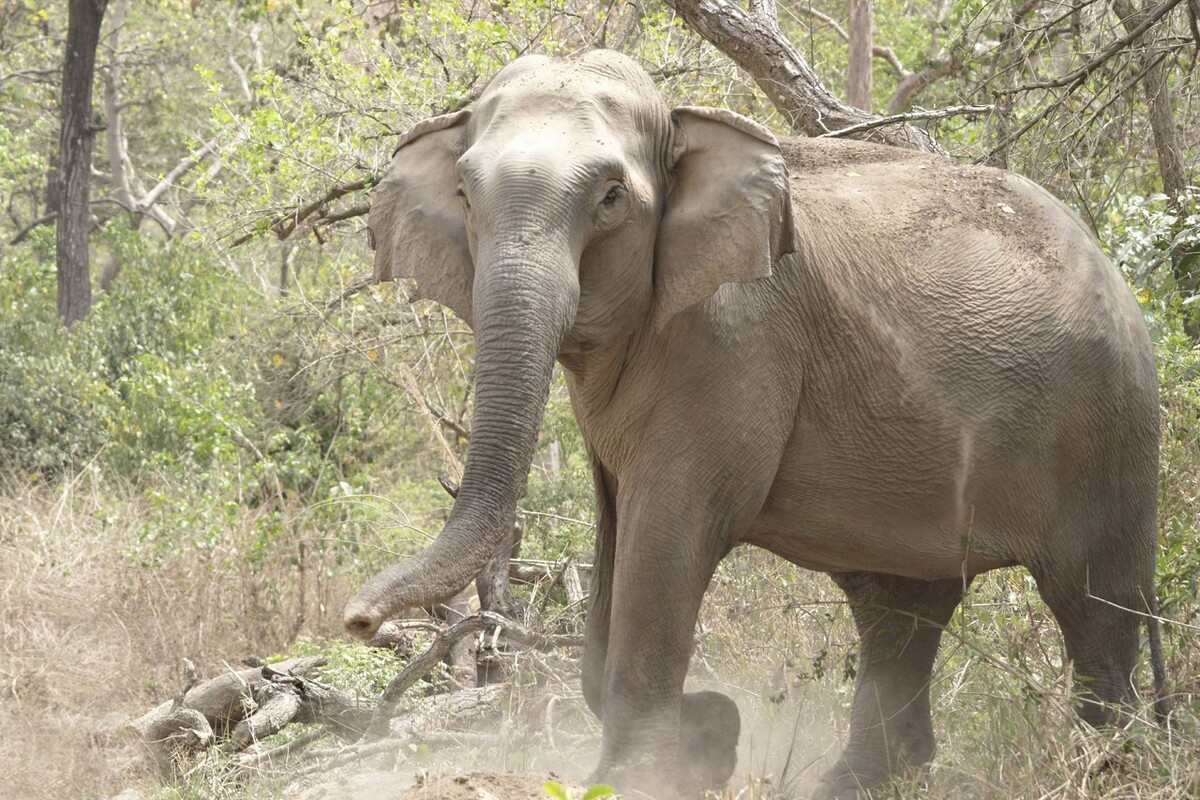 云南大象为什么往北迁徙,云南大象迁徙小象艰难爬出水沟