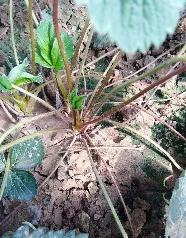 草莓结线虫,草莓苗有根结线虫能栽吗