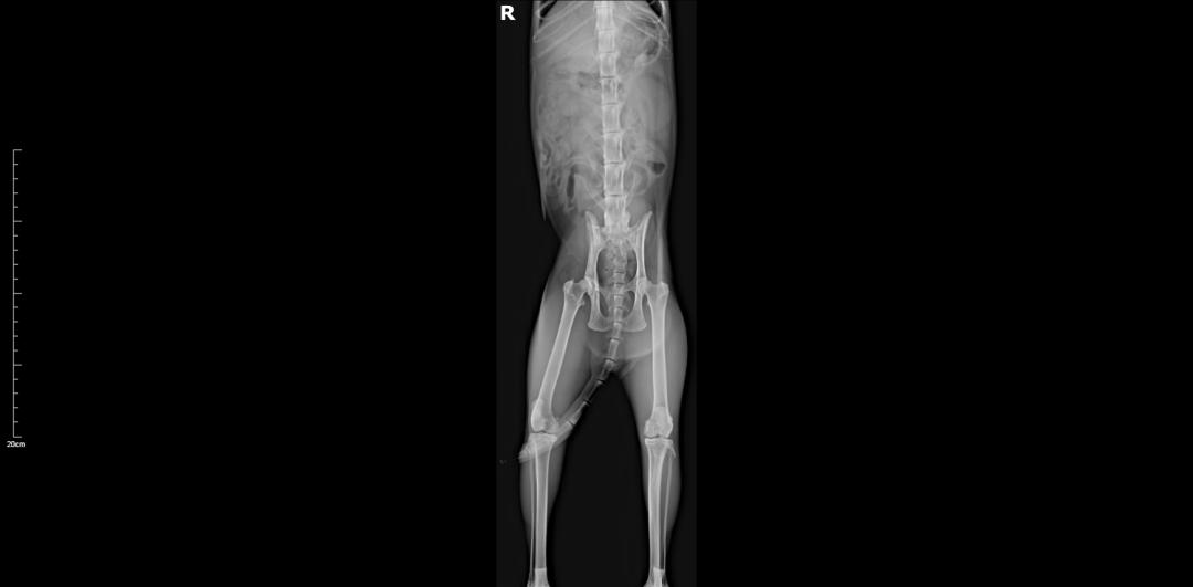 猫咪意外受到重伤怎么治疗,猫咪被车撞了怎么急救