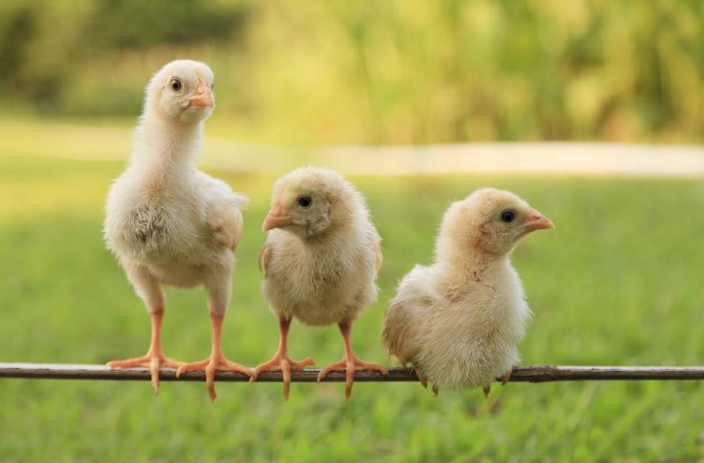 家禽防疫的最好方法,如何防止家禽养殖的疾病