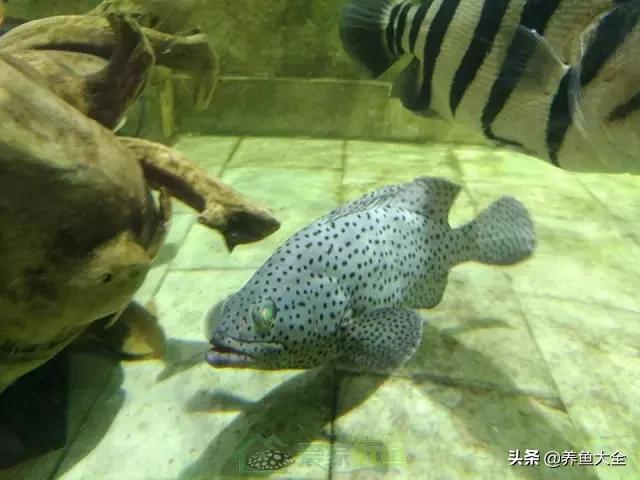 什么鲨鱼能和虎一起混养,泰国虎鱼和皇冠可以混养吗