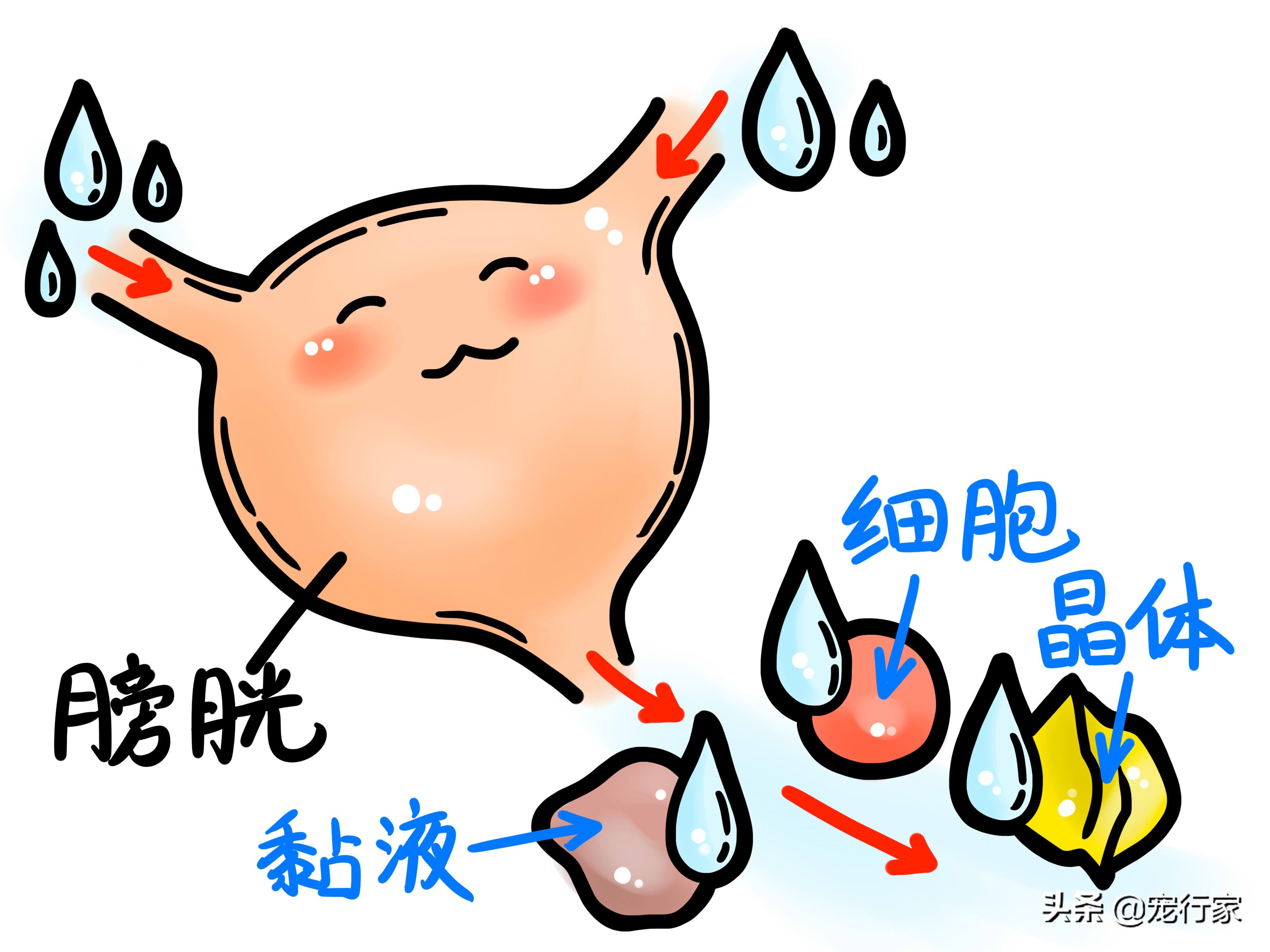 含水量多的食物可以帮猫咪预防膀胱炎！减少猫咪痛苦，节省医药费