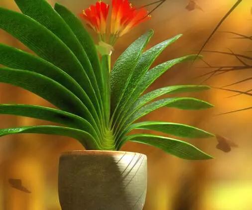 君子兰叶心腐烂了还能活吗,君子兰中心叶片腐烂怎么补救