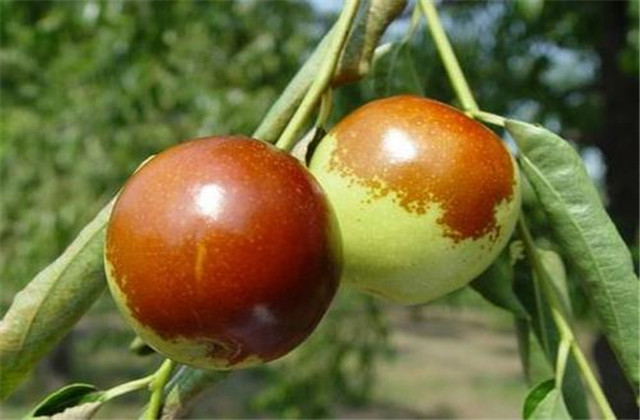 枣裂果及防治方法,红枣幼果期裂果怎么办