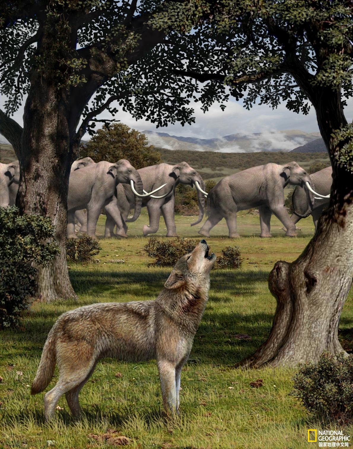 恐狼的真实照片,神秘的狼人是不是真的存在