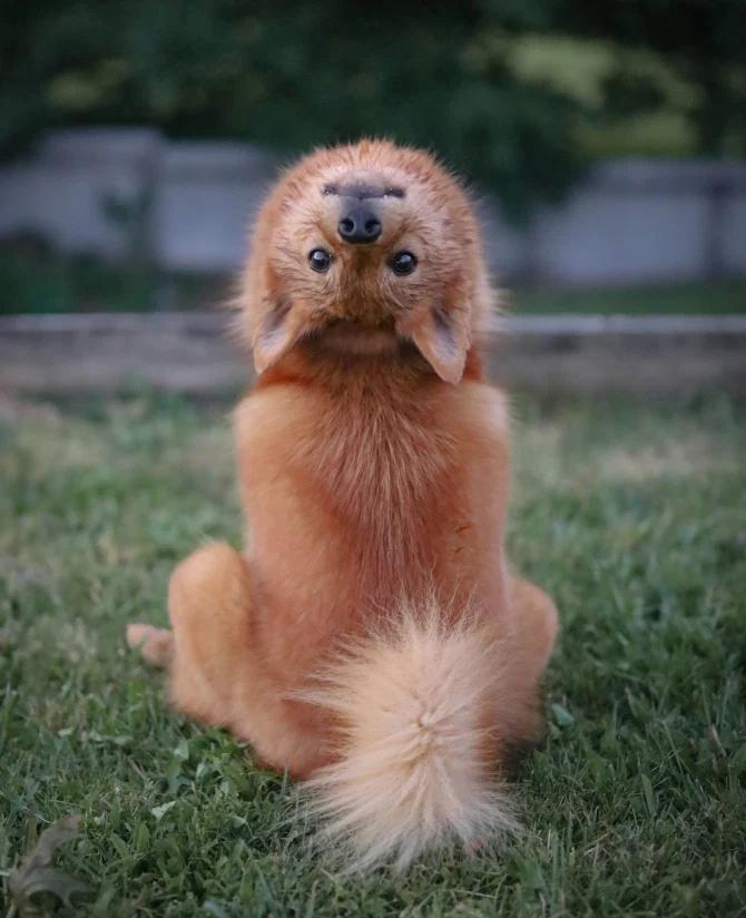 新西兰小狗一听到“恶魔”口令就会转动脖子，完美cos驱魔人