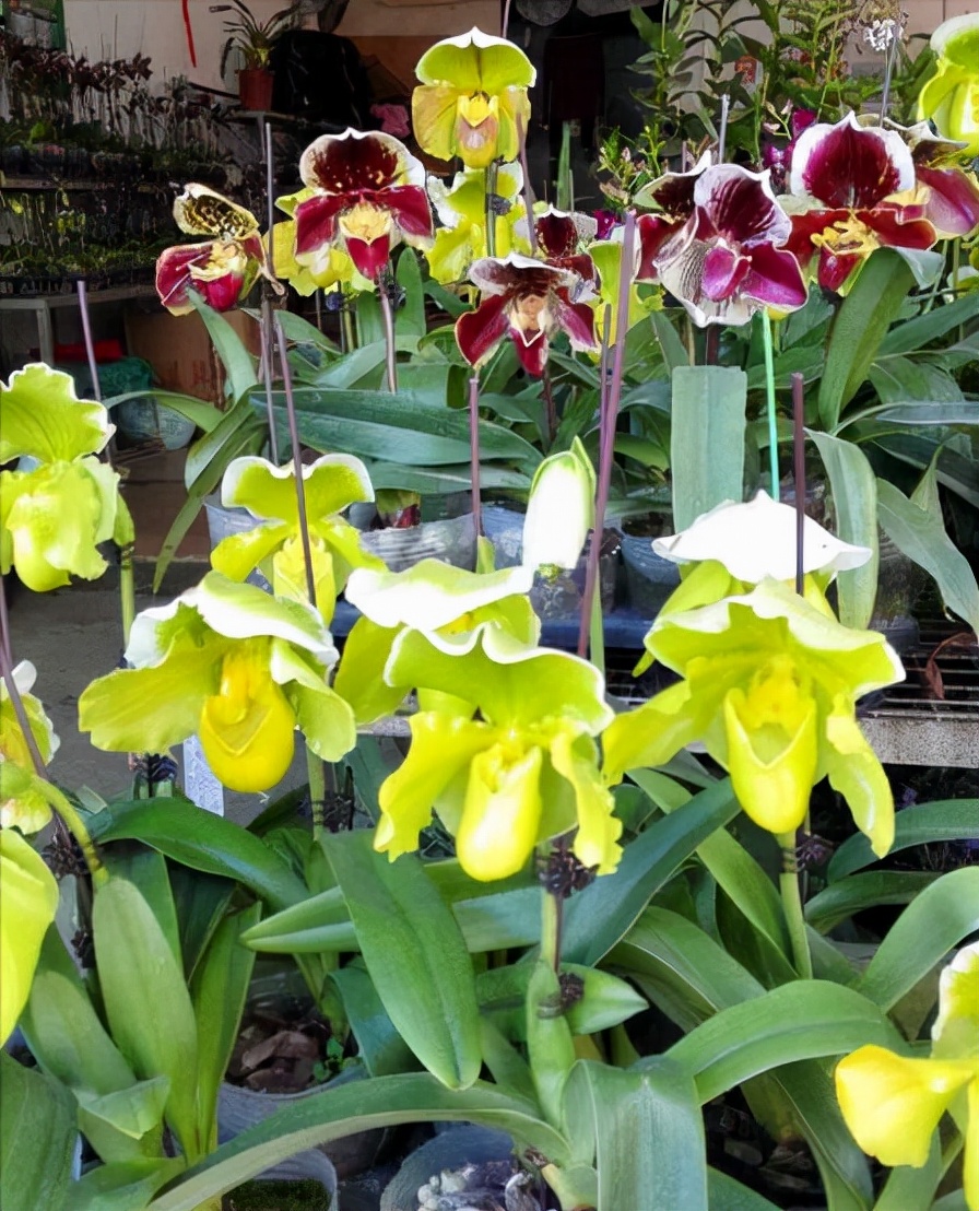 大叔种5亩麦子卖了多少钱,大叔种菜一年5000万