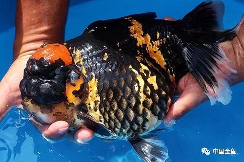 金鱼饲养的小技巧轻松养好金鱼,金鱼的饲养与管理方法图片