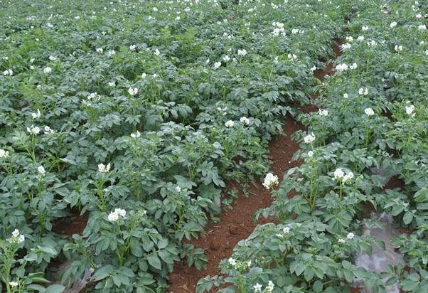 野生马铃薯和栽培马铃薯的比较,马铃薯种植技术与方法