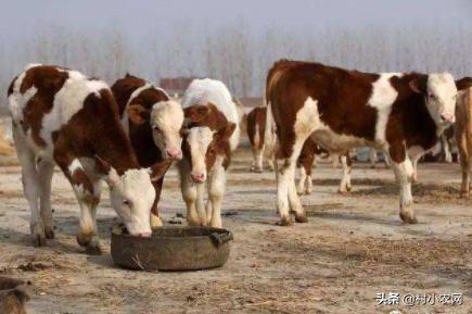 农村养牛怎样提高经济效益,农村养牛赚钱快哪个办法好