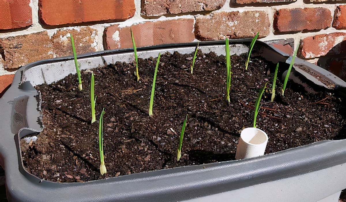 立春种生姜,冬天刚出芽的生姜怎样养护