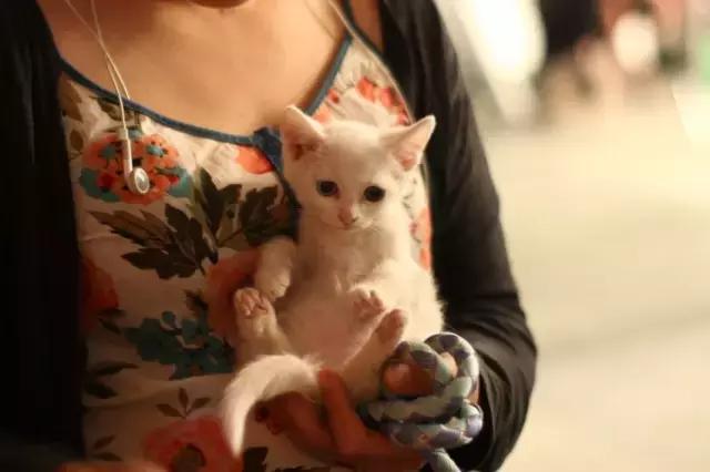 遇见流浪动物怎么办,遇见流浪狗怎么救助