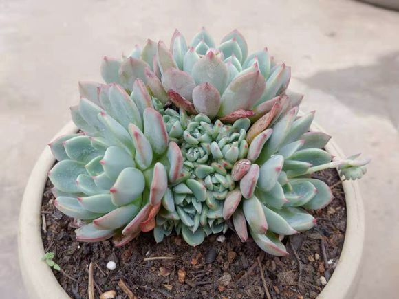 新手养多肉的方法和技巧,怎样能把多肉养得又肥又好看