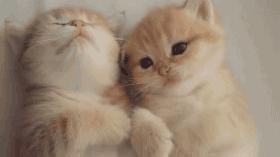 猫咪下崽后的饲养方法,猫咪繁育技巧