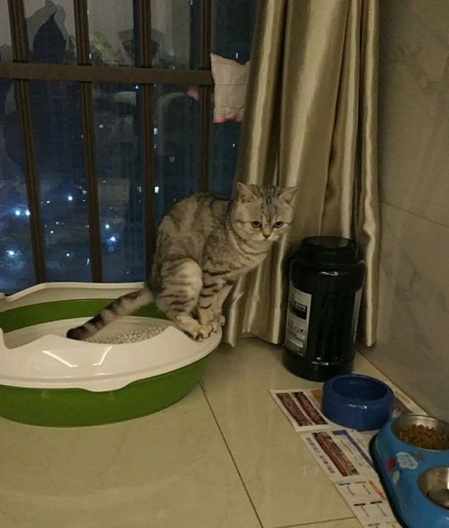 拉屎这么臭，姿势还这么骚，这些猫还真是猫界艾丽