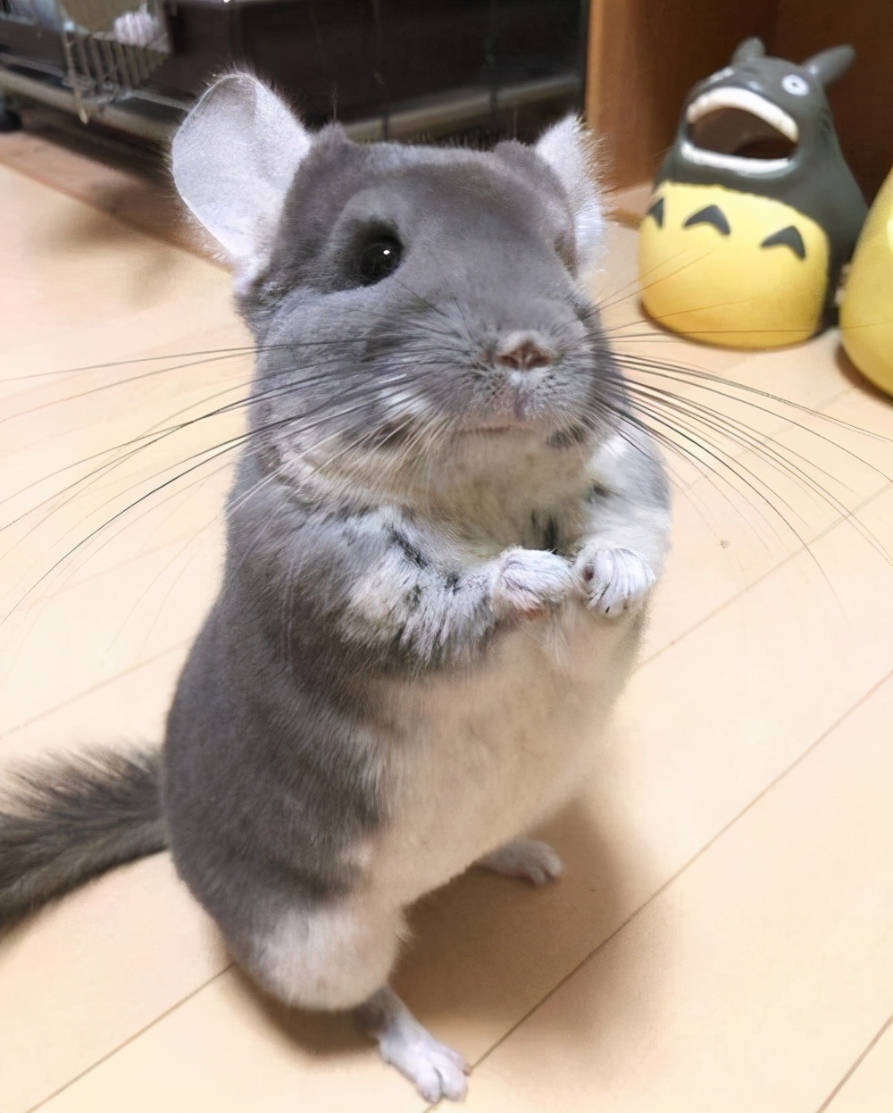 龙猫饲养视频,龙猫饲养全科普