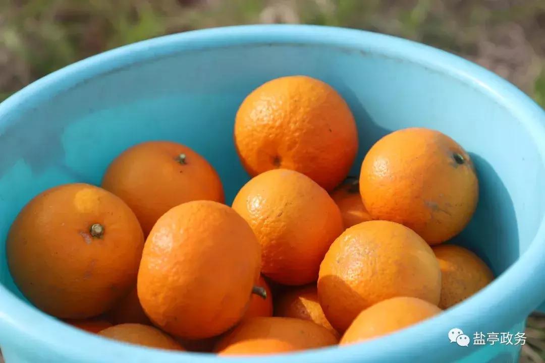 沃野千里风景图,山乡巨变之美不胜收