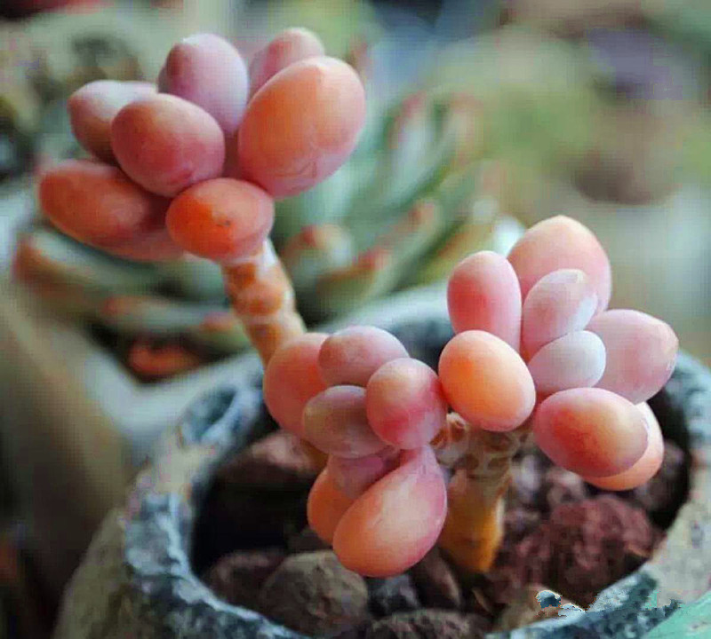 桃蛋叶片干瘪发绿是什么原因,多肉桃蛋叶子干瘪怎么办