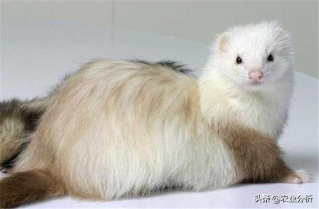 养貂的技巧和方法,养貂教程