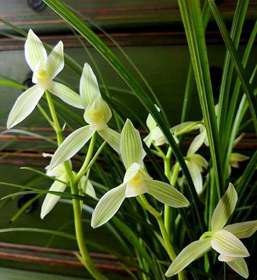 兰花发新芽怎么养护,兰花出芽怎么养护和管理