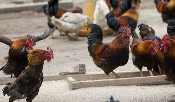 新城疫前期鸡的症状,新城疫鸡病用什么药治疗较快