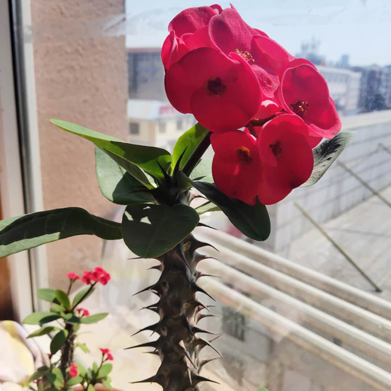 虎刺梅真的有毒吗家中养不好吗,虎刺梅有毒吗视频