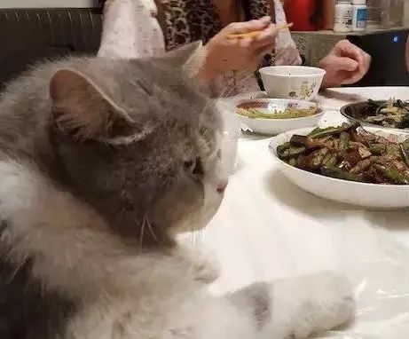 猫咪不能吃辣是对的吗,猫咪不能吃油炸食品吗