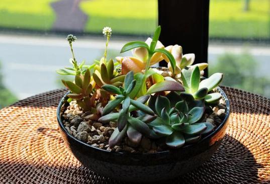 夏养多肉冰梅容易黑腐化水?盆栽往3方面下功夫,看着仙气飘飘