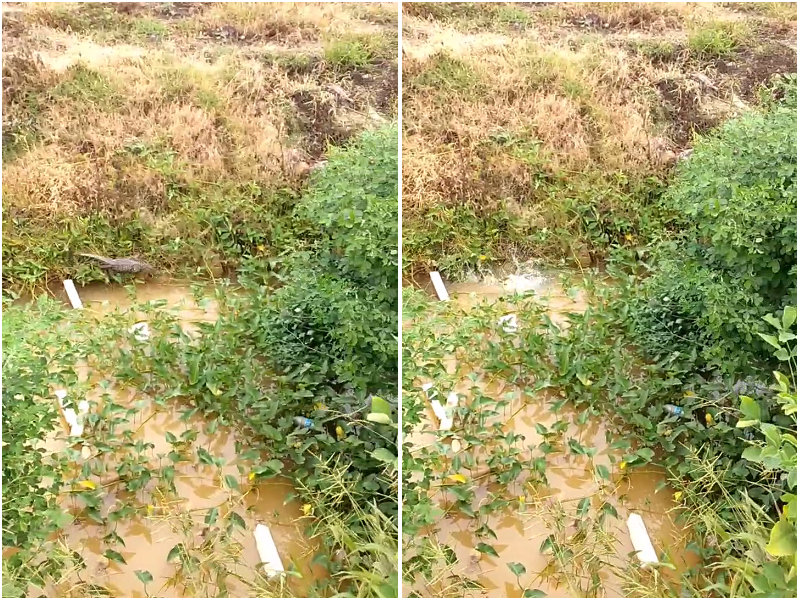 一名男子去河边钓鱼发现鳄鱼,无人区钓鱼遭鳄鱼袭击