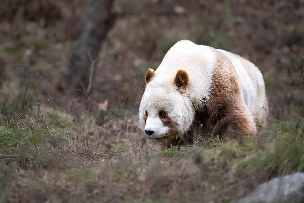 美国发现7条绝迹白化鳄鱼，还没来得及高兴，就被偷盗者偷走卖了