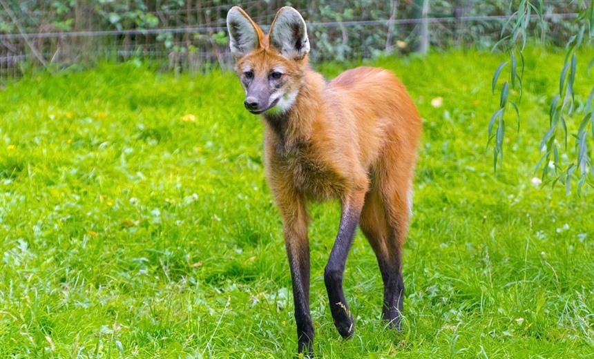 地球上最奇特的十种人,世界上有哪些奇特的动物或植物