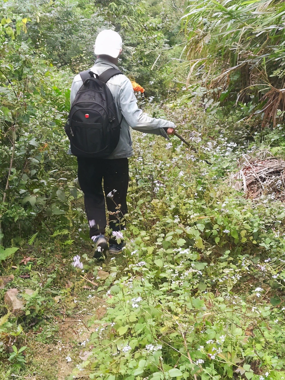 1.6米！男子上厕所*体下**被蟒蛇咬伤蛇群异常行为，暗示了什么？